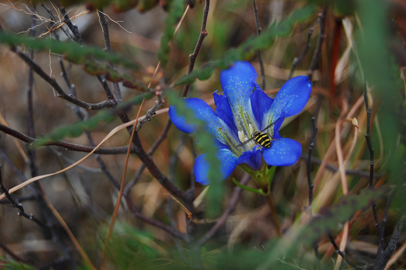 A syrphid fly visits the flower of a Pine Barrens gentian. Credit: Lee Ann Haaf